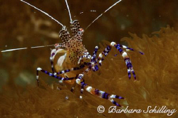 A nosy cleaner shrimp posing for the camera by Barbara Schilling 